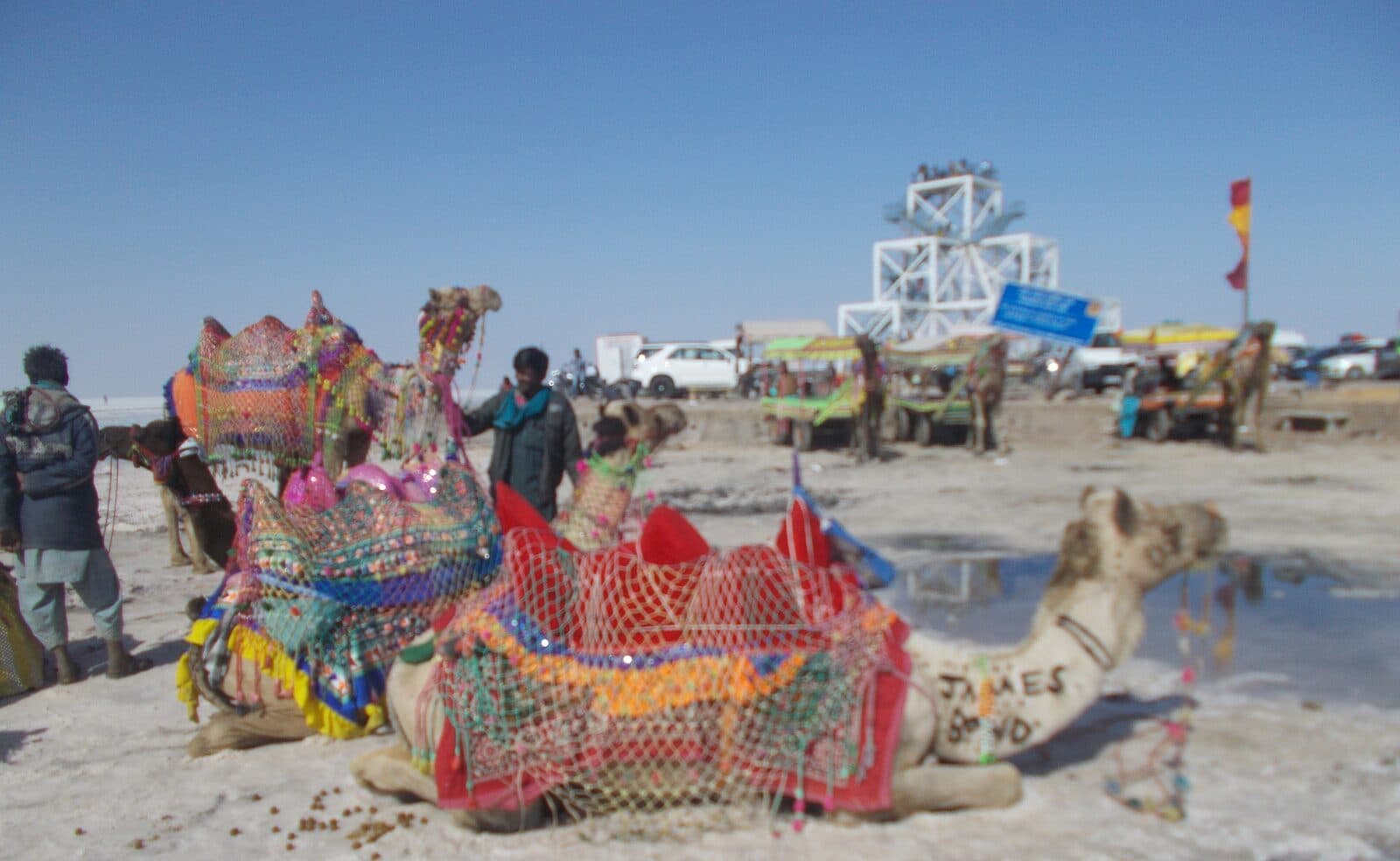 Decorated camels on the White Rann at Rann Utsav