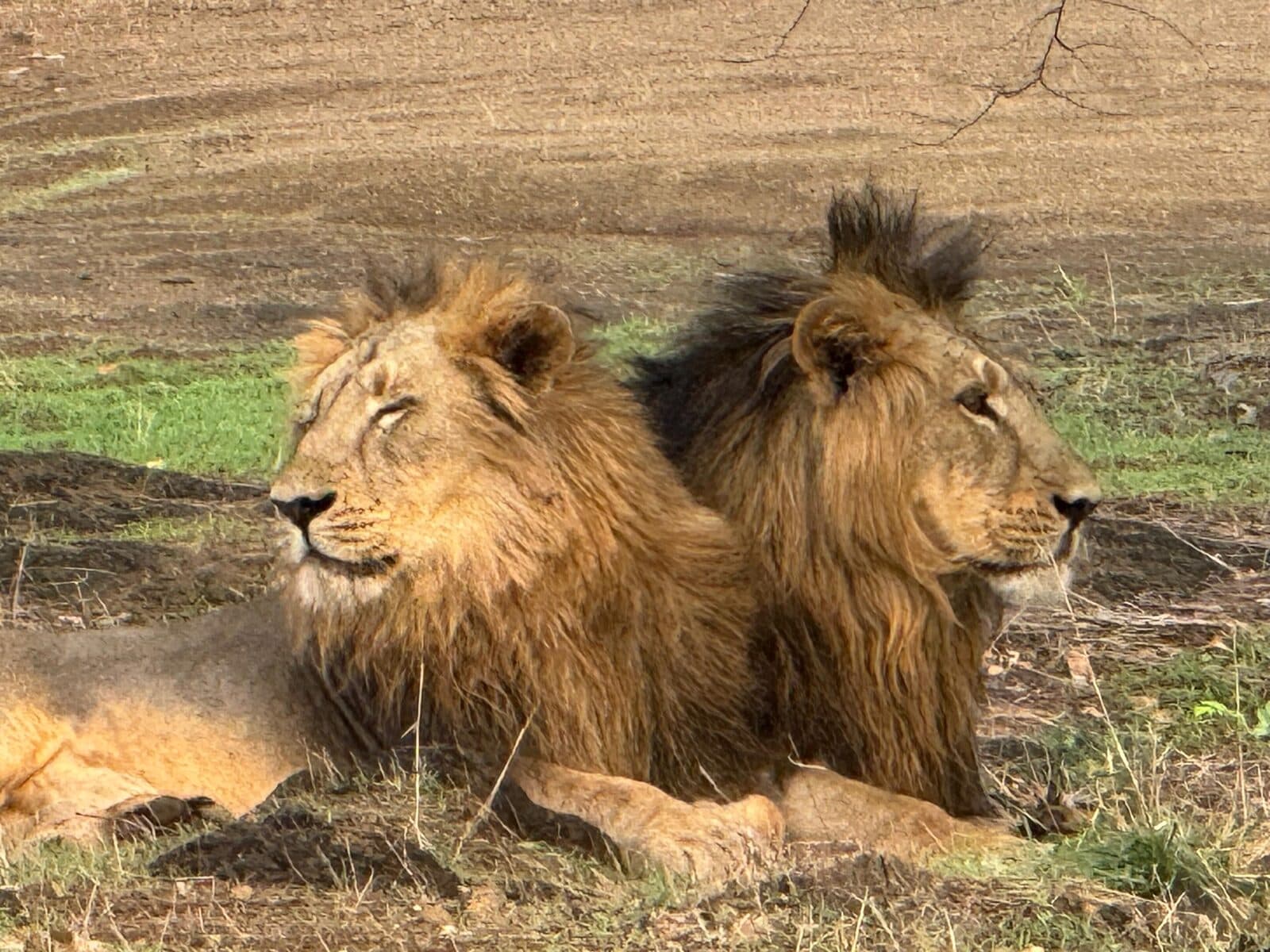 Two Asiatic lions resting in Gir